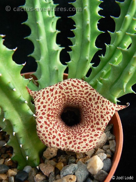 Huernia barbata P1360308